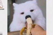 黑料吃瓜网apk普通安装 