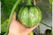 黑料吃瓜网apk普通安装 